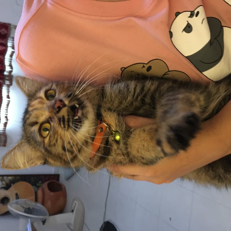 ตามหาเจ้าของแมว เจอน้องแมวหลงเข้าหลังบ้าน เพศเมีย มีปลอกคอสีส้ม จุดเด่นคือรอยปากสีดำ พิกัดมบ.พฤกษา65/2 คลองสอง คลองหลวง