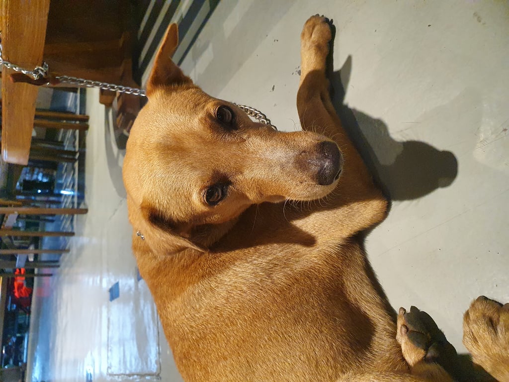 ตามหาเจ้าของหมา น้องหมาเพศผู้สีน้ำตาล จุดสังเกตุหางงอม้วนขึ้น หูขวามีเส้นขนสีขาวแซมๆ