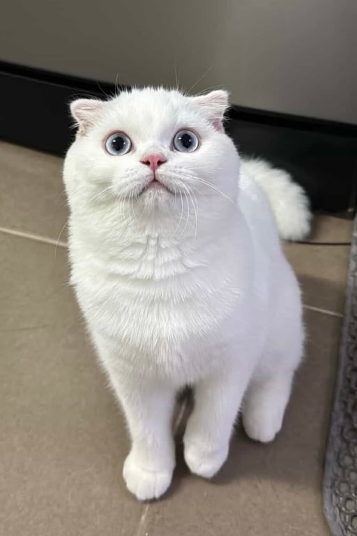 คนดี