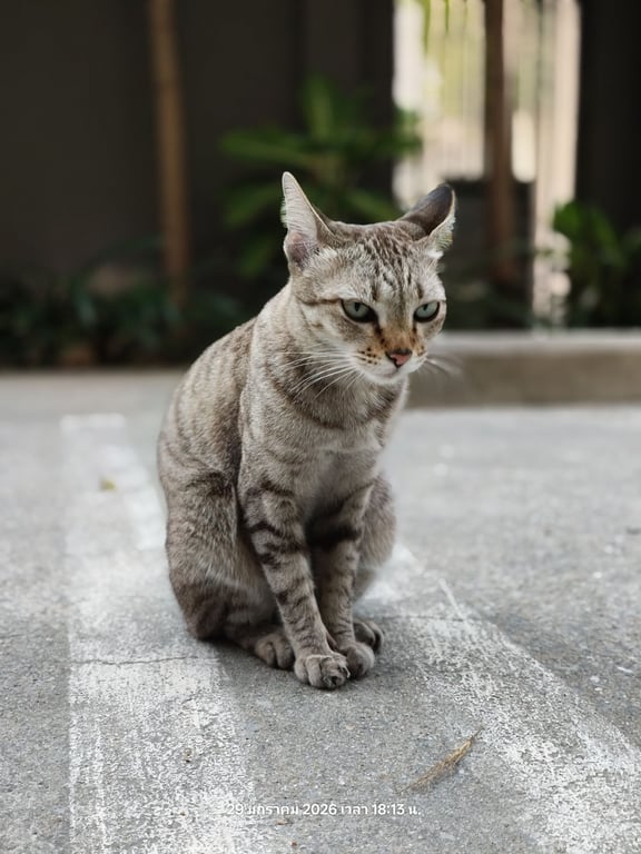 ตามหาเจ้าของแมว แมวสลิด เพศเมีย หางยาว น้ำหนัก 3-4 kg