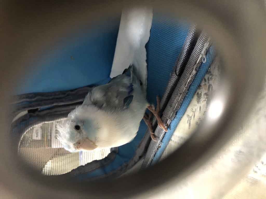 ตามหาเจ้าของนก สีขาวหลังสีเทา หัวสีฟ้า ค่อนข้างคุ้นคนแต่กลัวมือ ตอนพบมีภาวะขนร่วงบนหัว