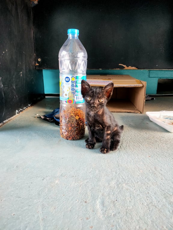 ตามหาเจ้าของแมว 