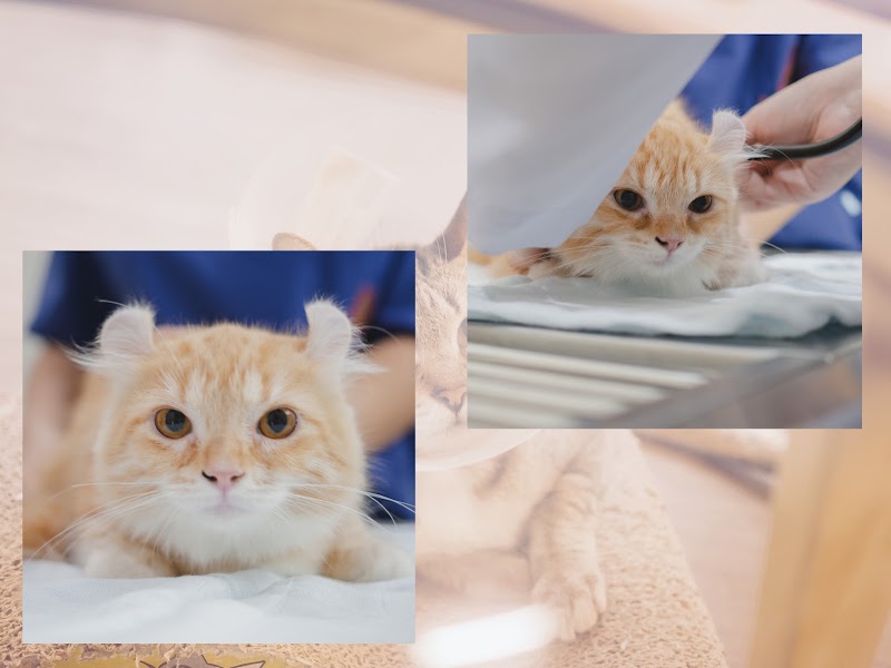 โรงพยาบาลสัตว์เอพลัส aplus animal hospital