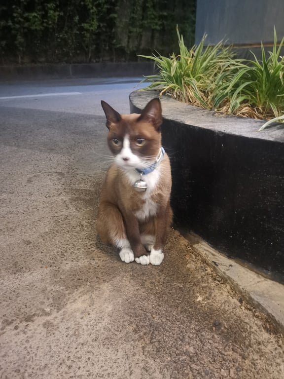 ตามหาเจ้าของแมว 