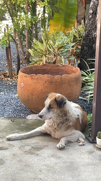 ตามหาเจ้าของหมา ขนยาว สีขาวลายน้ำตาล เรียบร้อยเชื่องมาก หลงมาตั้งแต่หลังคืนเคาท์ดาวน์ค่ะ