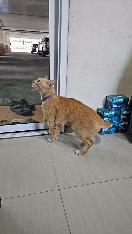 ตามหาเจ้าของแมว 15 ธันวา นิติคอนโดนเดอะเกรทเพรชเกษม48 พบเจอที่ใต้คอนโด
28 ธันวา พบเจออีกครั้งใกล้ ริมถนน เคียงคอนโด เริ่มมีความผอม