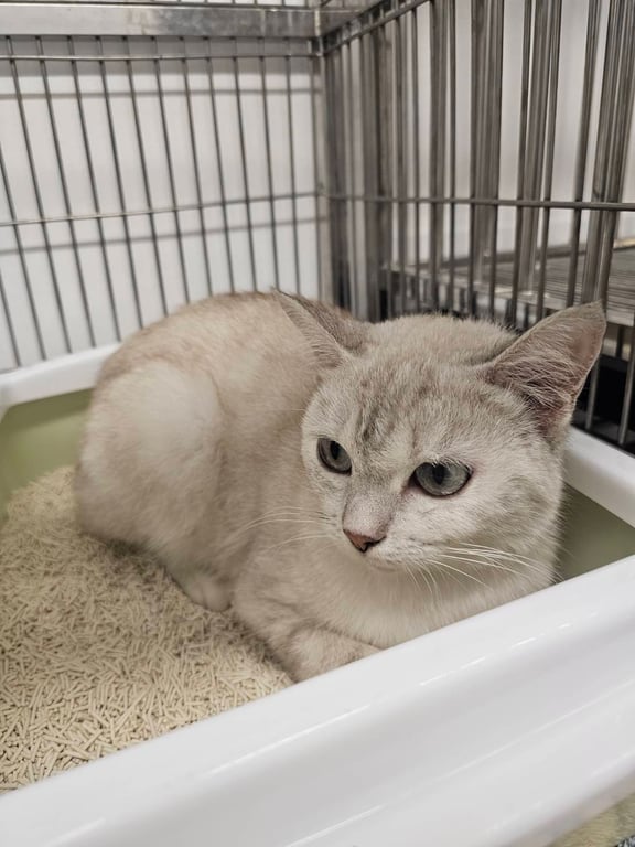 ตามหาเจ้าของแมว ตาสีฟ้า สีขาว ปนเทา หางยาว น้ำหนักประมาณ 2 โล เชื่องติดคนมาก เรียบร้อยไม่กลัวคน ไม่มีการขู่