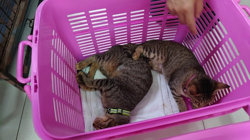 คลินิกบ้านหมอบางปิ้งรักษาสัตว์
