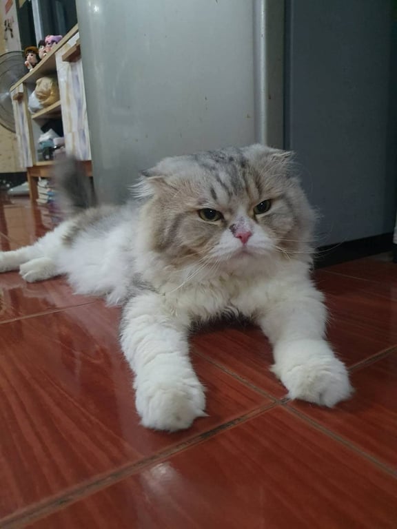 ออสก้า