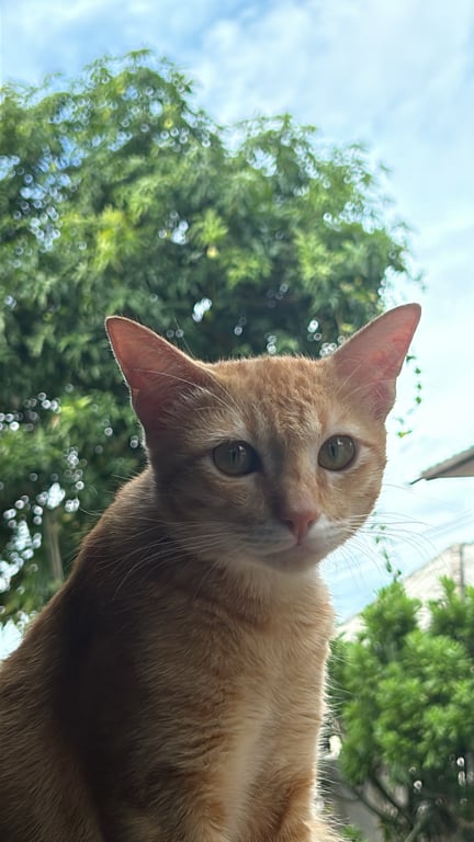 ทองเอก