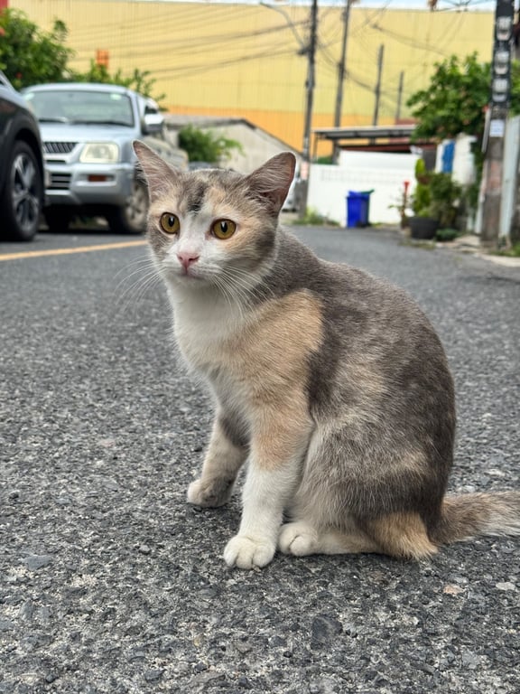 คัพเค้ก