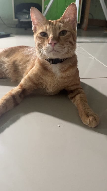 เจคอร์ป