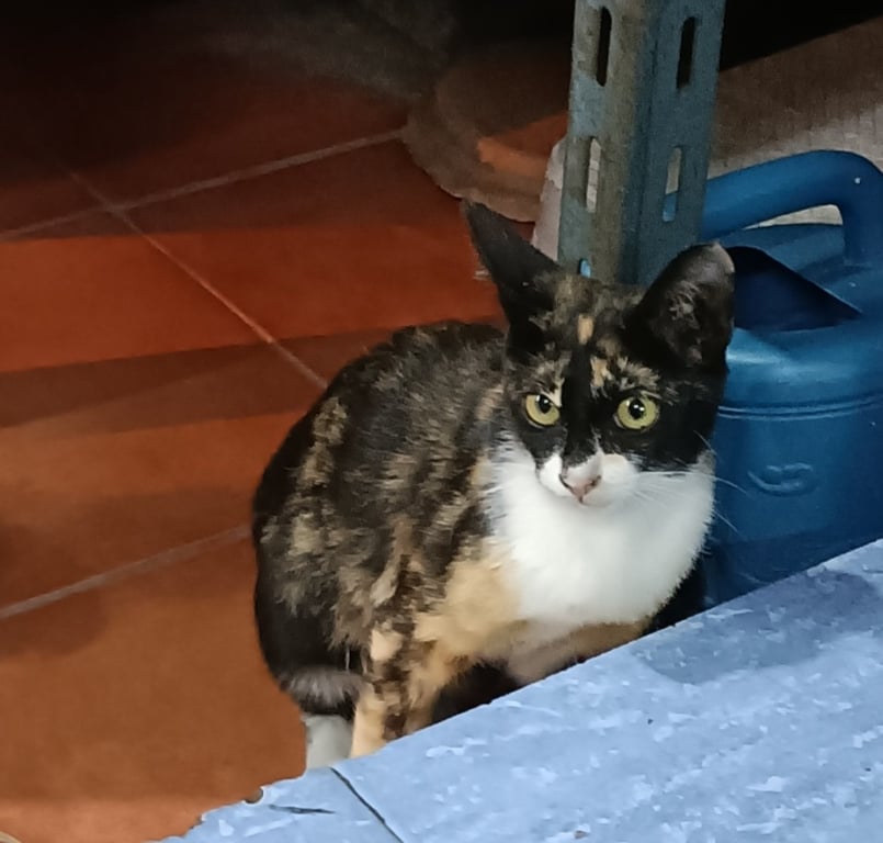 ตามหาเจ้าของแมว ที่ท้องมีแผลคล้ายเป็นแผลทำหมัน(ไม่แน่ใจว่าเป็นแผลทำหมันมั้ย มีแผลที่ท้อง ไม่รู้ว่าเป็นแผลจากการทำหมัน หรือเป็นแผลจากตอนที่หลุดออกมาจากบ้าน)