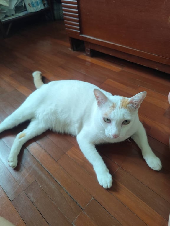 หมั่นโถว