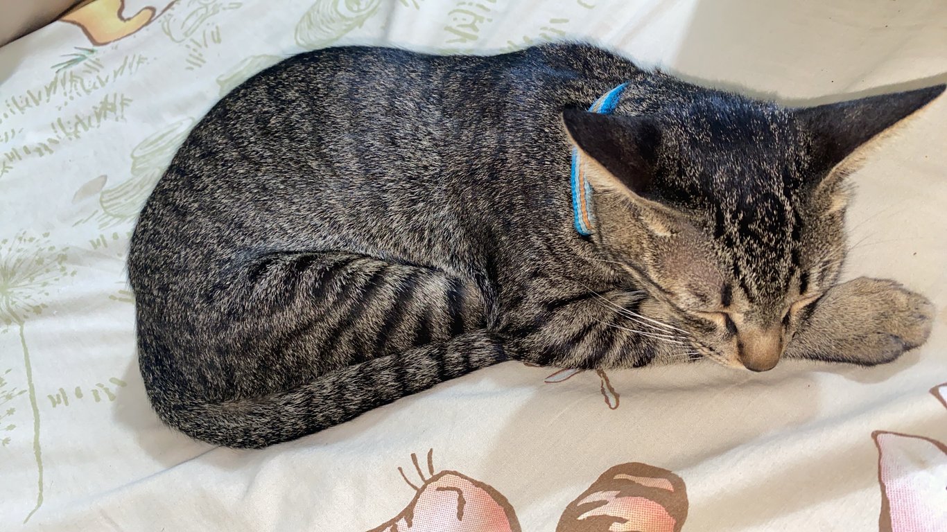 ตามหาเจ้าของแมว หางยาว ขาสัั้น ลายสลิด