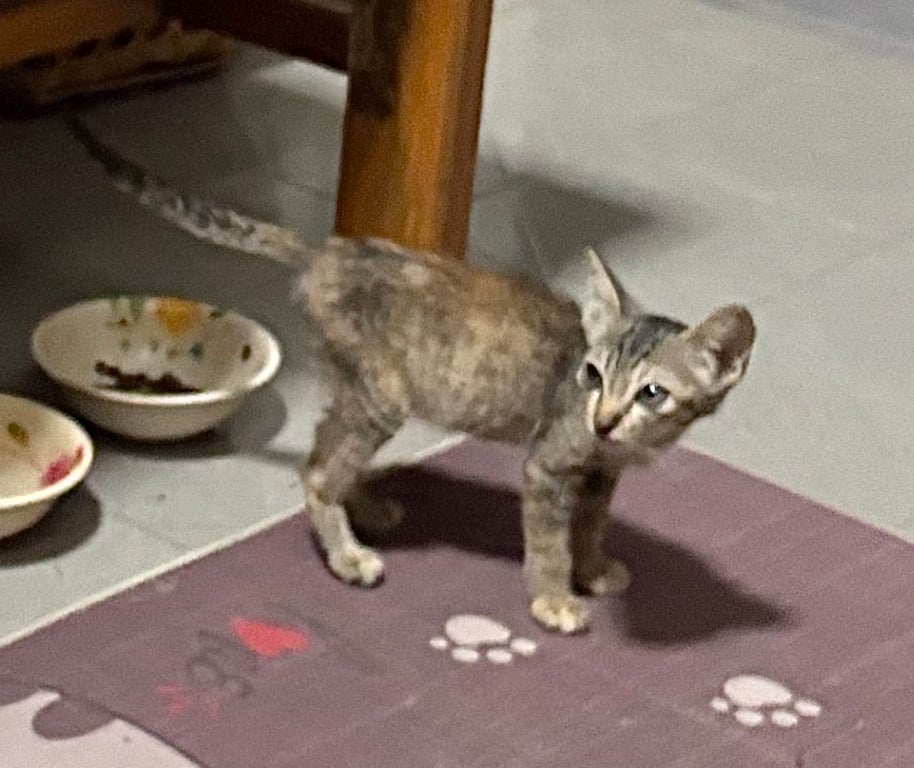 ศิลา