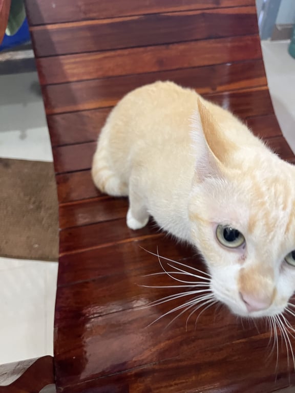 ไข่เจียว