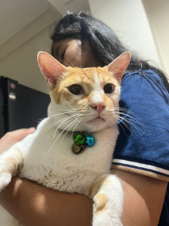 มีทอง