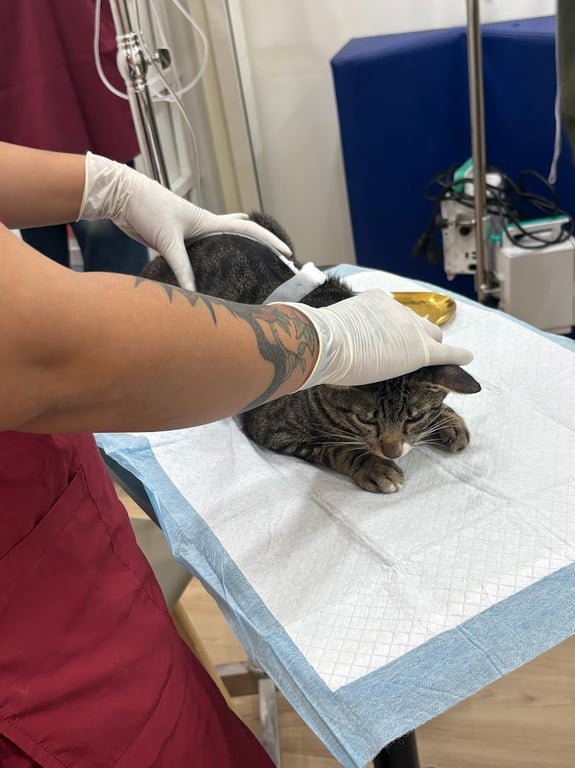 คลินิกรักษาสัตว์ หมอใจดี - MorJaidee Pet Clinic