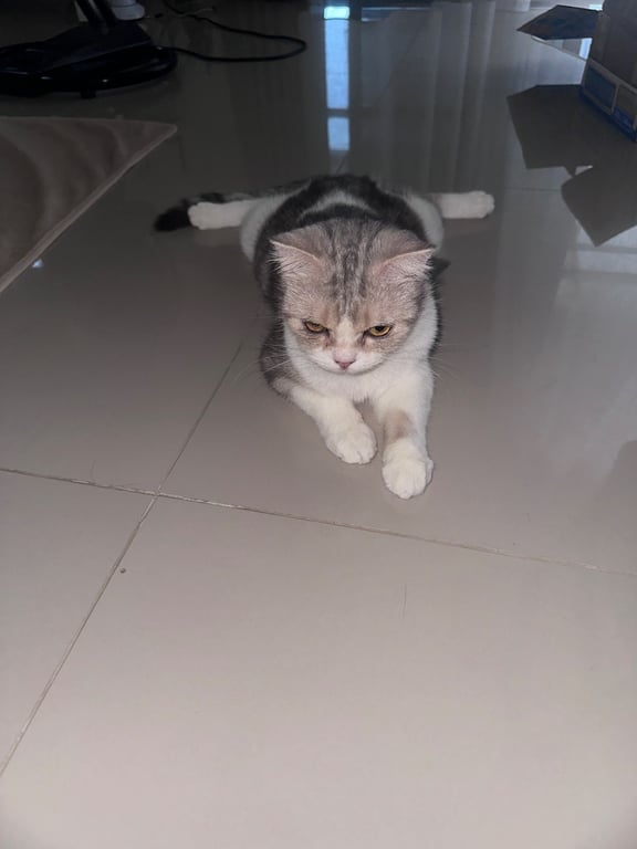 แตงไทย
