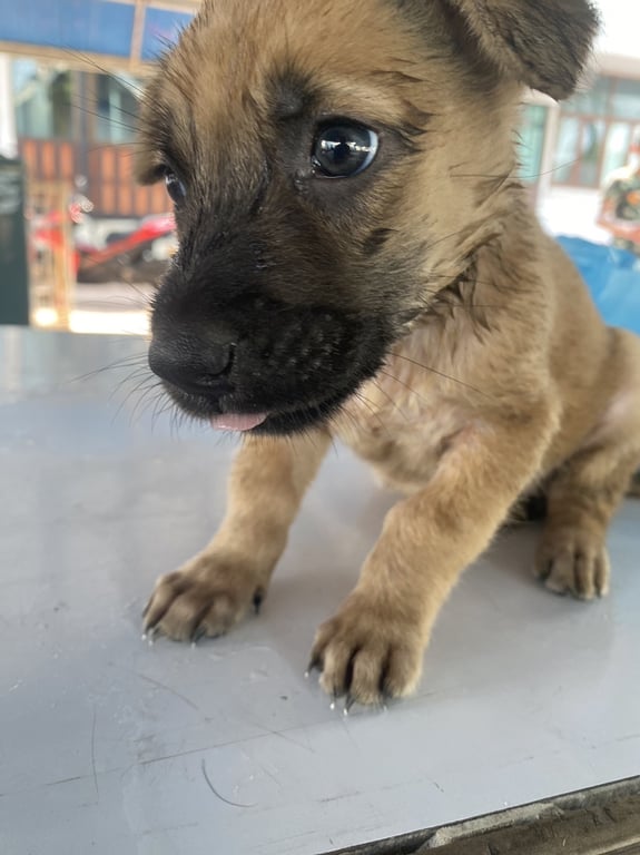 ตามหาเจ้าของหมา 