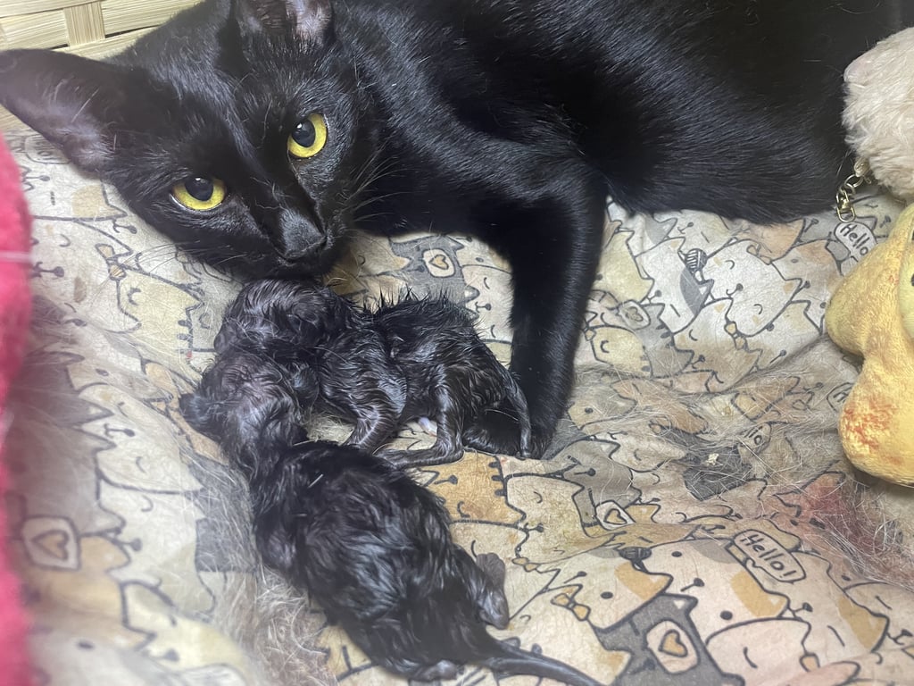 ตามหาเจ้าของแมว ต้องการหาบ้าน เนื่องจากแม่แมวจรสีดำมาคลอดลูก และสามารถรับเลี้ยงได้แค่แม่แมว เนื่องจากเลี้ยงแมวอยู่แล้ว 5 ตัว