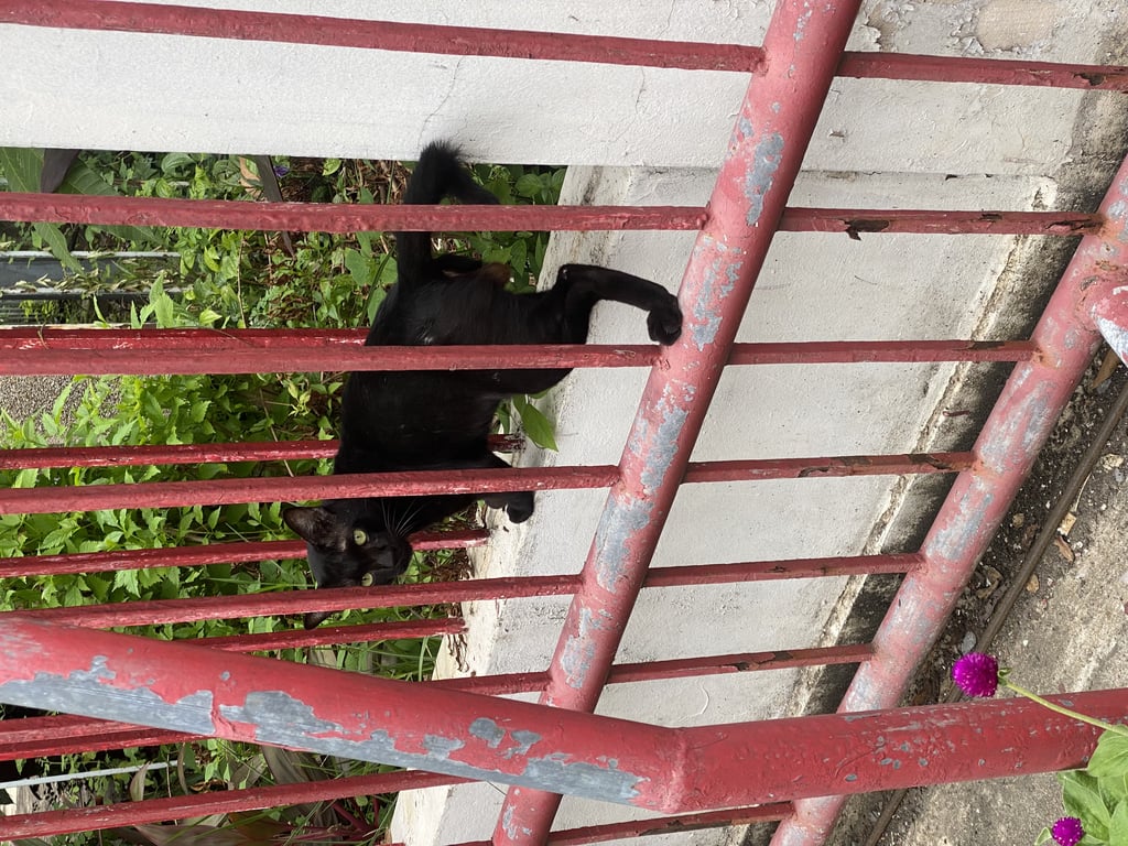 ตามหาเจ้าของแมว เจอที่ไปรษณีย์ไทย คลอง 6 ธัญบุรี 
ประกาศหาบ้าน หรือหาเจ้าของน้อง ค่ะ
หากสนใจ ยินดีเป็นธุระให้นะคะ