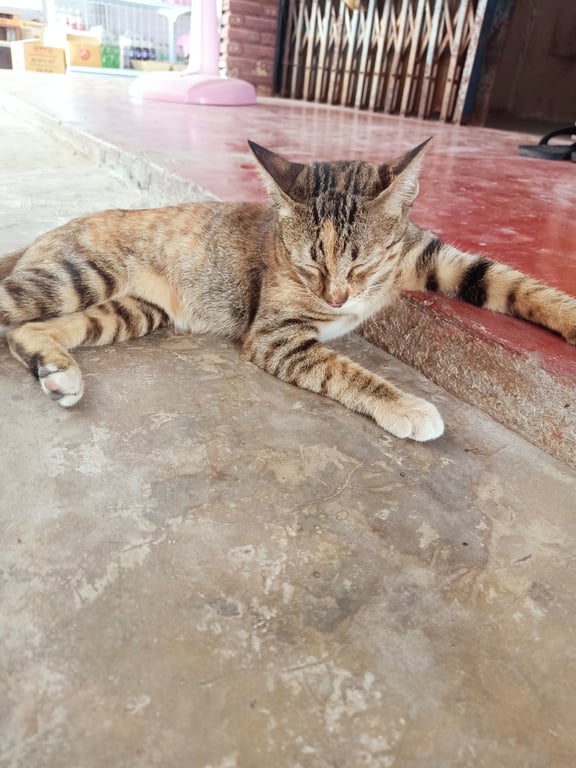 ชีต้าร์