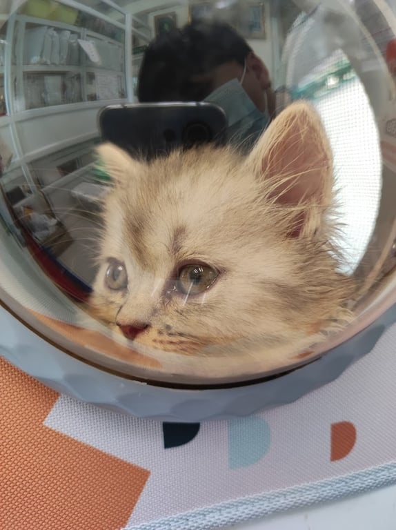 โรงพยาบาลสัตว์เมืองเอก สาขาคลอง4 ลำลูกกา Muang Ake Pet Hospital Klong 4