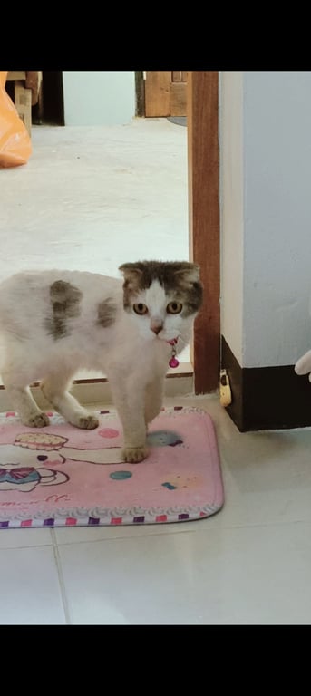 ตามหาเจ้าของแมว แมวพันธุ์หูพับ หลงมาอยู่ที่บ้านสักพักแล้วเบื้องต้นให้อาหารและดูแลอยู่ น้องผอมมากจนหนังติดกระดูกน่าจะหลุดมาหลายเดือนแล้ว