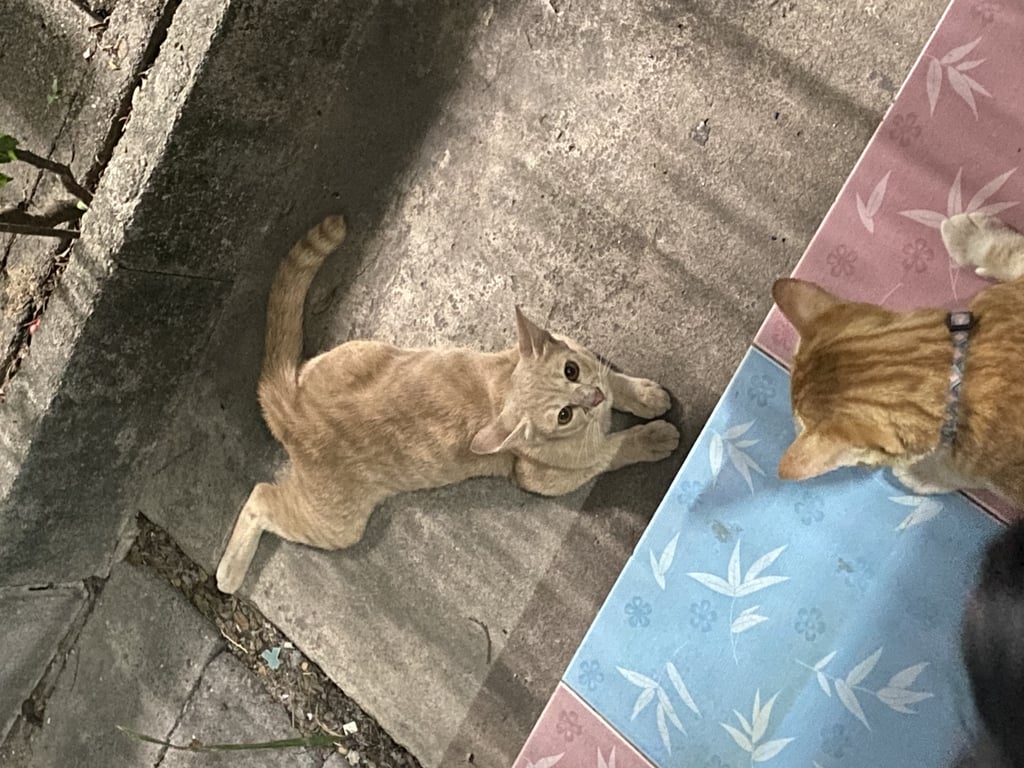 ตามหาเจ้าของแมว ตัวเล็ก สีครีม อ้อนคน ตาสีส้ม