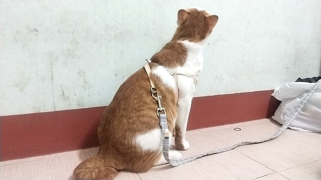 ตามหาเจ้าของแมว สีส้มขาวเพศผู้นำหน้าประมาณ 8-9 โล