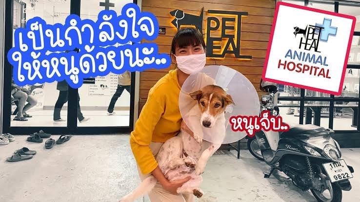 โรงพยาบาลสัตว์ เพ็ทฮิว PETHEAL VET HOSPITAL