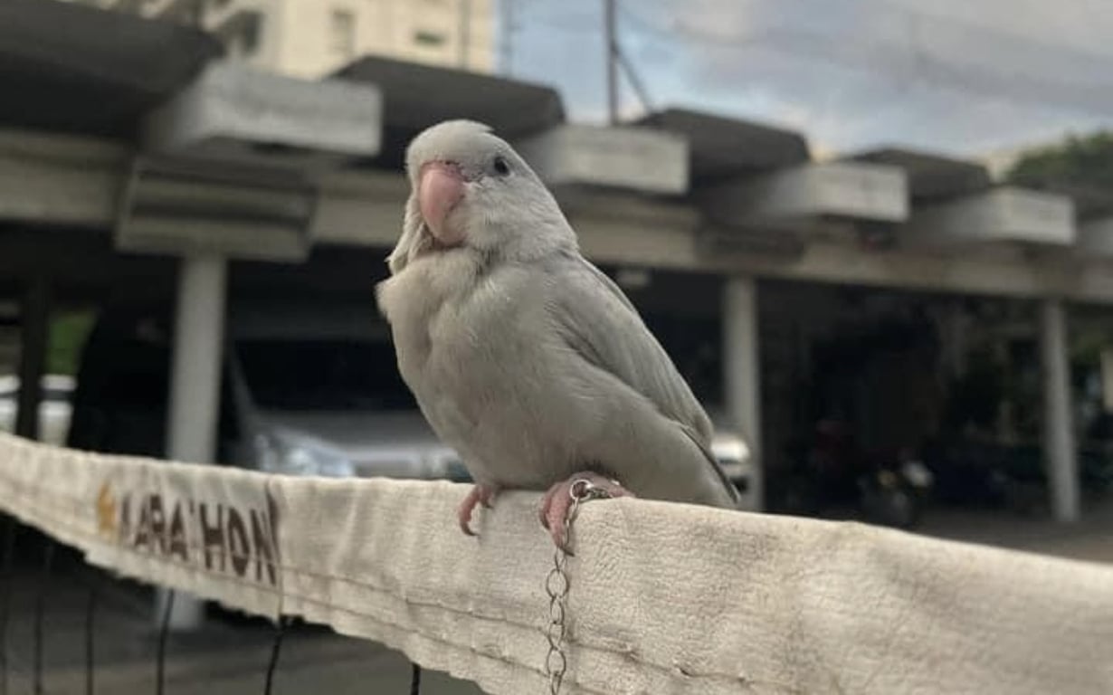 ฮานะ