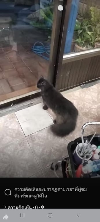 ตามหาเจ้าของแมว วิ่งหนีหมาเข้ามาหลบในห้องเครื่องรถยนต์