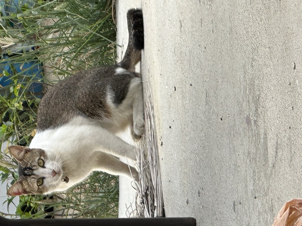 ตามหาเจ้าของแมว แมวสีขาวมีลายสลิดบนหลัง เท้าทั้ง4ข้างเป็นสีขาว ตัวใหญ่