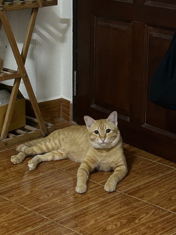มาเฟีย