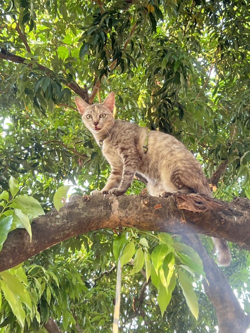 เมญ่า