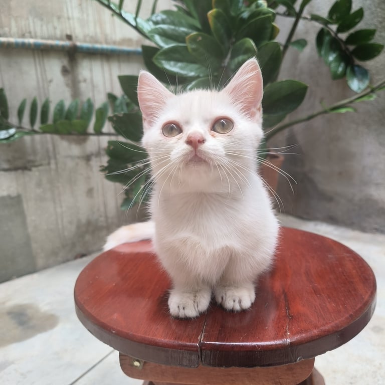 ปุยฝ้าย