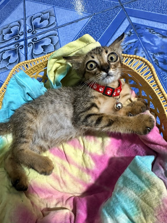 มีโชค