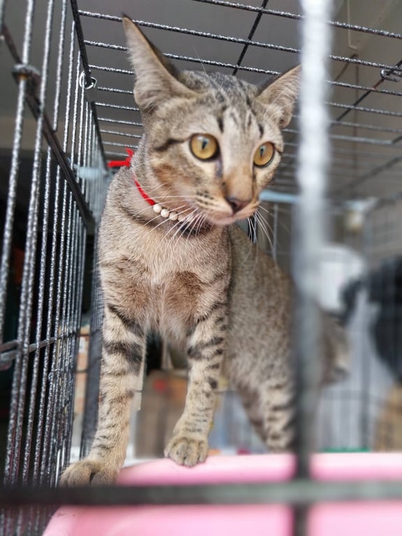 ตามหาเจ้าของแมว เป็นลายสลิดสีเทาหางคอด เชื่องให้อุ้มได้ไม่กัด