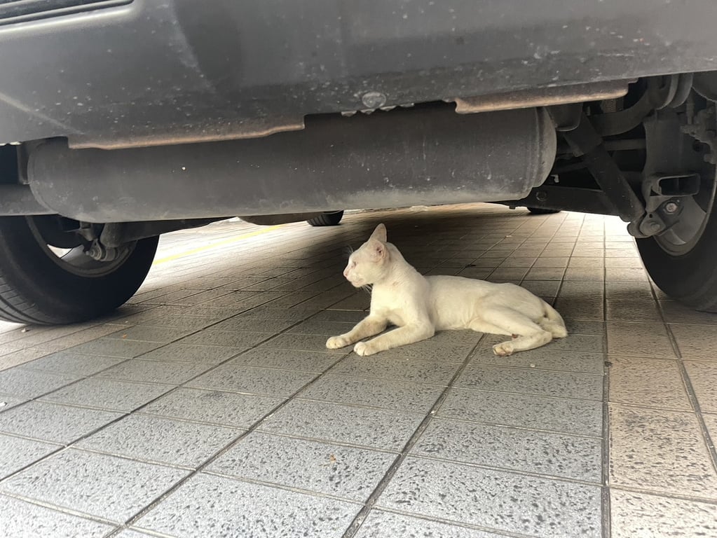 ตามหาเจ้าของแมว 