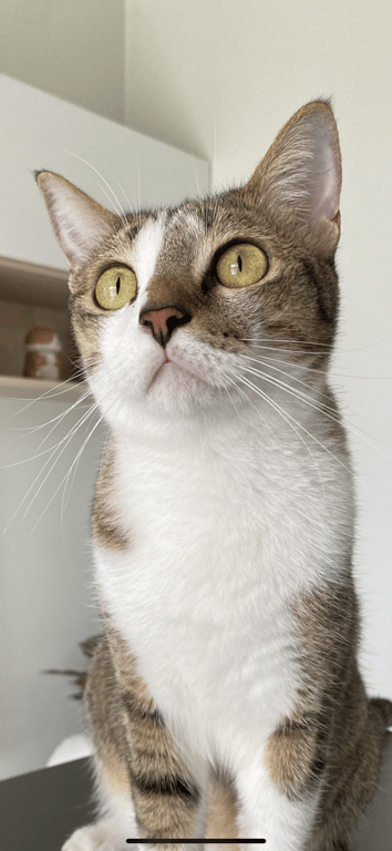 ข้าวผัด