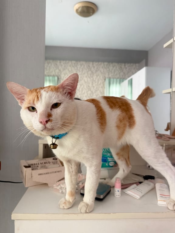 เบิ้ม