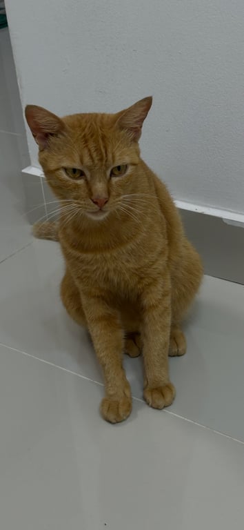 มีตัง