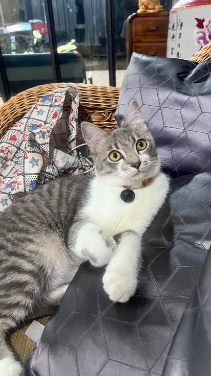 ชาลี