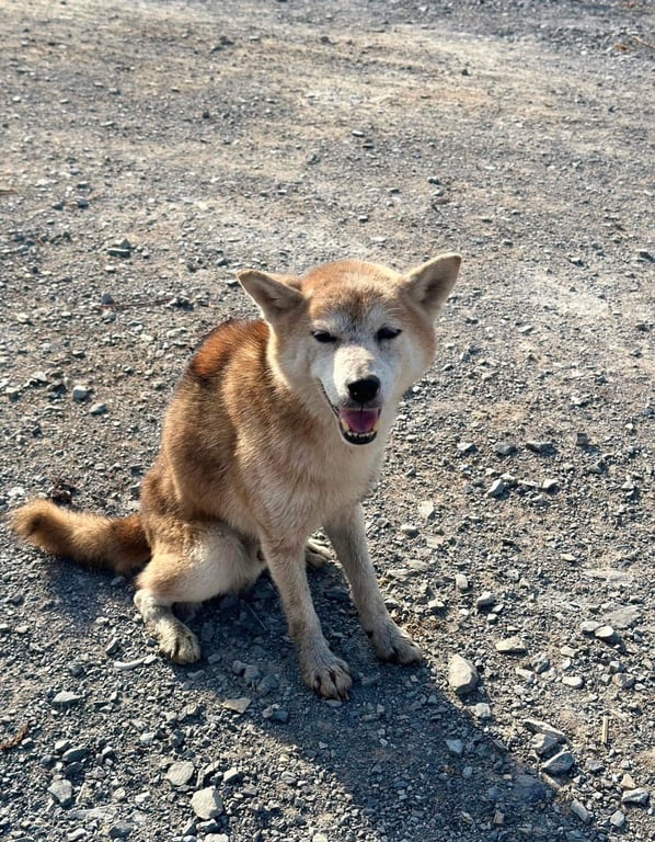 ตามหาเจ้าของหมา 📌เจอน้องหมาหลงมาแถวบ่อกุ้งของที่บ้าน ลักษณะน้องเหมือนพันธุ์ชิบะ สภาพผอมและอ่อนแรง เหมือนเรร่อนมานาน คิดว่าน้องน่าจะเคยมีเจ้าของมาก่อน เพราะน้องเชื่องมากๆๆ ไม่รู้โดนทิ้ง หรือพลัดหลงมา ฝากช่วยแชร์หน่อยนะคะ เผื่อน้องมีเจ้าของตามหาอยู่  

พิกัด ต.ห้วยม่วง กำแพงแสน นครปฐม ตอนนี้แม่ช่วยดูแลให้อยู่ค่ะ