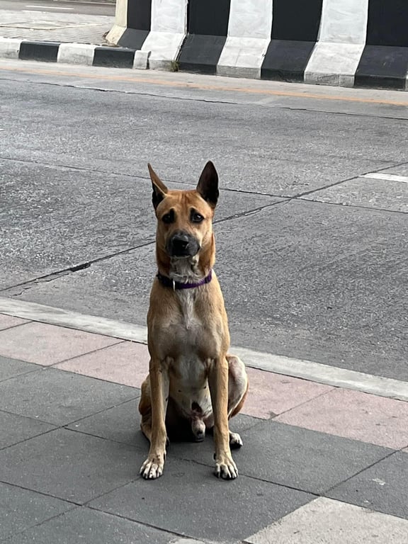 ตามหาเจ้าของหมา น้องหมาสีนำ้ตาลแดง เพศผู้ ปลอกคอสีม่วง มาอยู่แถวนี้ 2-3 วันแล้ว
มีหมาเจ้าถิ่นอยู่ รถเยอะ เจ้าของติดต่อกลับโดยด่วน