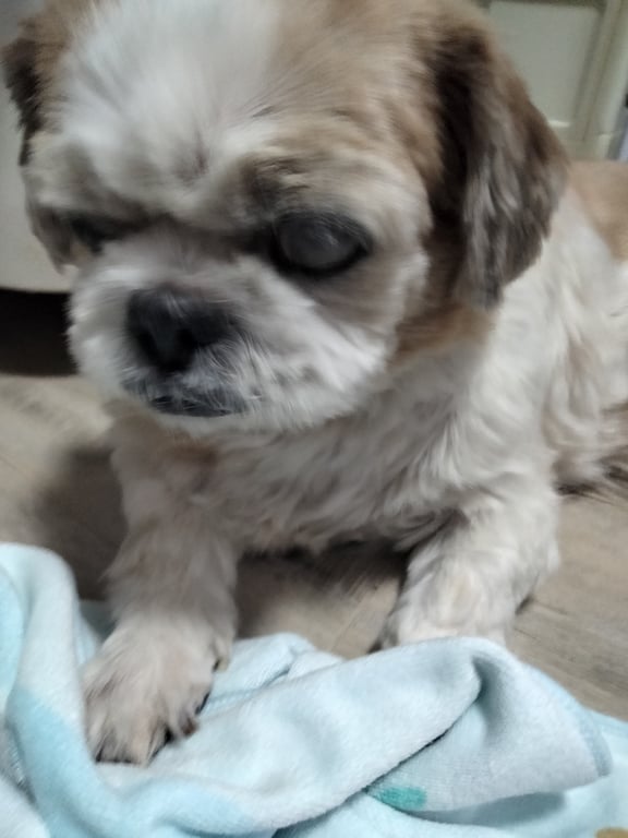 ตามหาเจ้าของหมา นน.10.5 กก. ลำตัวยาว ขาสั้น
ลูกตาโปนทั้งสองข้าง ตาซ้ายเป็นฝ้าขาวขุ่น น่าจะมีปัญหาในการมองเห็น 
หางม้วนขดเป็นวงกลม