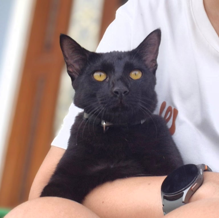 เฉาก๊วย